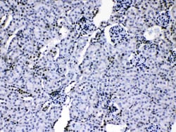 Invitrogen hnRNP A1 Polyclonal Antibody 100 &mu;g | Buy Online | Invitrogen&trade; | Fisher Scientific