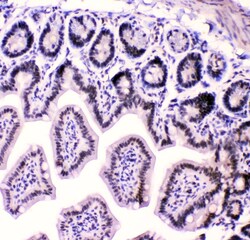 Invitrogen hnRNP F Polyclonal Antibody 100 &mu;g; Unconjugated:Antibodies,