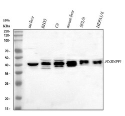 Invitrogen hnRNP F Polyclonal Antibody 100 &mu;g; Unconjugated:Antibodies,
