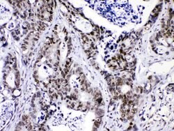 Invitrogen hnRNP F Polyclonal Antibody 100 &mu;g; Unconjugated:Antibodies,