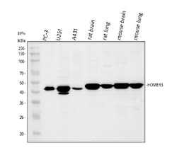 Invitrogen HOMER3 Polyclonal Antibody 100 &mu;g; Unconjugated:Antibodies,