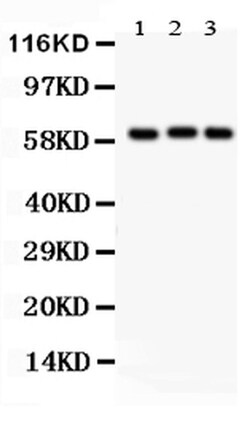 Invitrogen HPa1 Polyclonal Antibody 100 &mu;g; Unconjugated:Antibodies,
