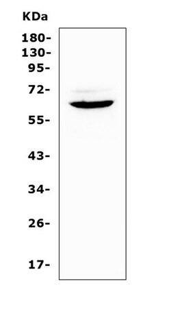 Invitrogen HPa1 Polyclonal Antibody 100 &mu;g; Unconjugated:Antibodies,