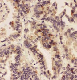 Invitrogen HSD11B1 Polyclonal Antibody 100 &mu;g; Unconjugated:Antibodies,