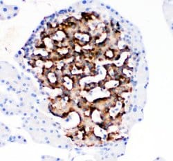 Invitrogen HSD11B1 Polyclonal Antibody 100 &mu;g; Unconjugated:Antibodies,