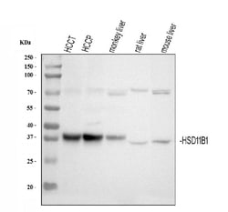 Invitrogen HSD11B1 Polyclonal Antibody 100 &mu;g; Unconjugated:Antibodies,