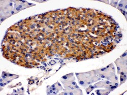 Invitrogen HSD11B2 Polyclonal Antibody 100 &mu;g; Unconjugated:Antibodies,