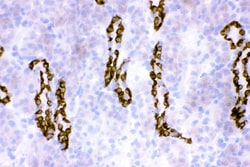Invitrogen HSD11B2 Polyclonal Antibody 100 &mu;g; Unconjugated:Antibodies,