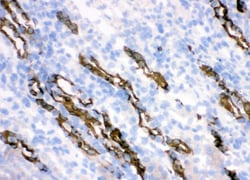 Invitrogen HSD11B2 Polyclonal Antibody 100 &mu;g; Unconjugated:Antibodies,