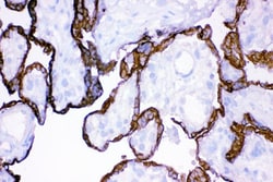 Invitrogen HSD11B2 Polyclonal Antibody 100 &mu;g; Unconjugated:Antibodies,