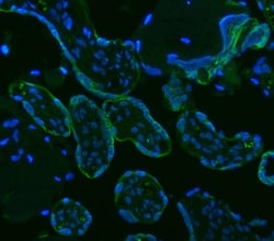 Invitrogen HSD11B2 Polyclonal Antibody 100 &mu;g; Unconjugated:Antibodies,