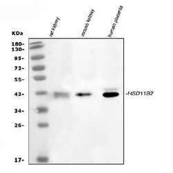 Invitrogen HSD11B2 Polyclonal Antibody 100 &mu;g; Unconjugated:Antibodies,