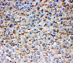 Invitrogen HSD17B1 Polyclonal Antibody 100 &mu;g; Unconjugated:Antibodies,