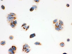 Invitrogen ERAB Polyclonal Antibody 100 &mu;g; Unconjugated:Antibodies,