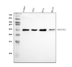 Invitrogen ERAB Polyclonal Antibody 100 &mu;g; Unconjugated:Antibodies,