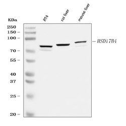 Invitrogen HSD17B4 Polyclonal Antibody 100 &mu;g; Unconjugated:Antibodies,