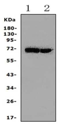 Invitrogen HSPA2 Polyclonal Antibody 100 &mu;g; Unconjugated:Antibodies,