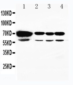 Invitrogen HSPA2 Polyclonal Antibody 100 &mu;g; Unconjugated:Antibodies,