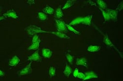 Invitrogen HSPA2 Polyclonal Antibody 100 &mu;g; Unconjugated:Antibodies,