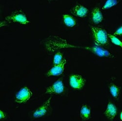 Invitrogen HSPA2 Polyclonal Antibody 100 &mu;g; Unconjugated:Antibodies,