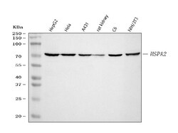 Invitrogen HSPA2 Polyclonal Antibody 100 &mu;g; Unconjugated:Antibodies,