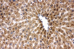 Invitrogen HSPA9 Polyclonal Antibody 100 &mu;g; Unconjugated:Antibodies,