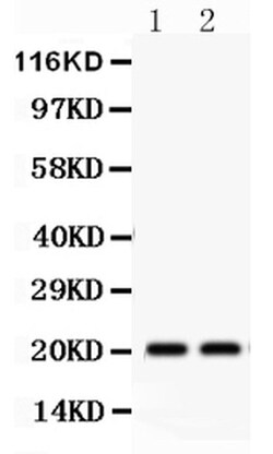 Invitrogen HSPB2 Polyclonal Antibody 100 &mu;g; Unconjugated:Antibodies,