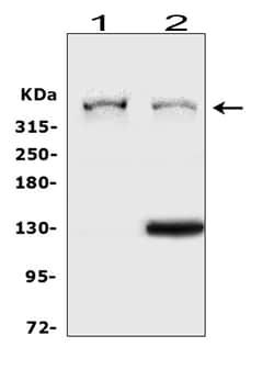 Invitrogen Perlecan Polyclonal Antibody 100 &mu;g; Unconjugated:Antibodies,