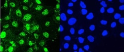 Invitrogen HSP105 Polyclonal Antibody 100 &mu;g; Unconjugated:Antibodies,