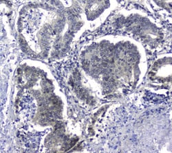 Invitrogen HSP105 Polyclonal Antibody 100 &mu;g; Unconjugated:Antibodies,
