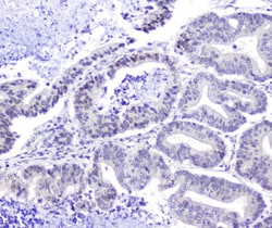 Invitrogen HSP105 Polyclonal Antibody 100 &mu;g; Unconjugated:Antibodies,