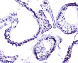 Invitrogen HSP105 Polyclonal Antibody 100 &mu;g; Unconjugated:Antibodies,