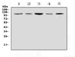 Invitrogen HSP105 Polyclonal Antibody 100 &mu;g; Unconjugated:Antibodies,