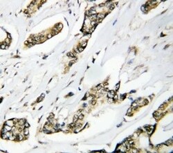 Invitrogen HSP105 Polyclonal Antibody 100 &mu;g | Buy Online | Invitrogen&trade; | Fisher Scientific