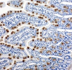 Invitrogen HSP105 Polyclonal Antibody 100 &mu;g | Buy Online | Invitrogen&trade; | Fisher Scientific