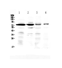 Invitrogen Bone SialoProtein Polyclonal Antibody 100 &mu;g; Unconjugated:Antibodies,
