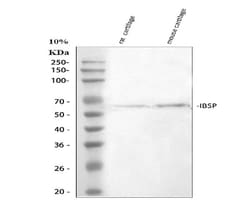 Invitrogen Bone SialoProtein Polyclonal Antibody 100 &mu;g; Unconjugated:Antibodies,
