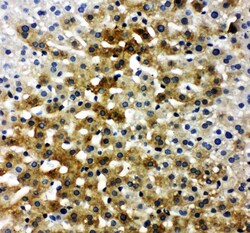 Invitrogen Bone SialoProtein Polyclonal Antibody 100 &mu;g; Unconjugated:Antibodies,