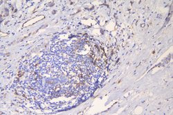 Invitrogen ICAM-1 (CD54) Polyclonal Antibody 100 &mu;g; Unconjugated:Antibodies,