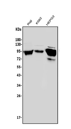 Invitrogen ICAM-1 (CD54) Polyclonal Antibody 100 &mu;g; Unconjugated:Antibodies,