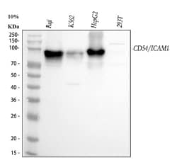 Invitrogen ICAM-1 (CD54) Polyclonal Antibody 100 &mu;g; Unconjugated:Antibodies,