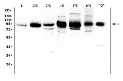 Invitrogen ICAM-1 (CD54) Polyclonal Antibody 100 &mu;g; Unconjugated:Antibodies,