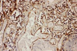 ICAM-1 (CD54) Polyclonal Antibody, Invitrogen 100 &mu;g; Unconjugated:Antibodies,