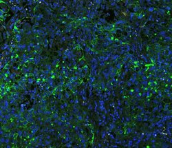 Invitrogen ICAM-1 (CD54) Polyclonal Antibody 100 &mu;g; Unconjugated:Antibodies,