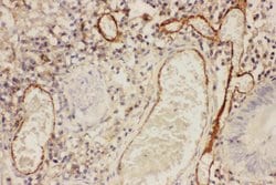 Invitrogen ICAM-1 (CD54) Polyclonal Antibody 100 &mu;g; Unconjugated:Antibodies,