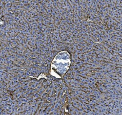 Invitrogen ICAM-1 (CD54) Polyclonal Antibody 100 &mu;g; Unconjugated:Antibodies,