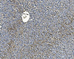 Invitrogen ICAM-1 (CD54) Polyclonal Antibody 100 &mu;g; Unconjugated:Antibodies,
