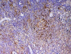 Invitrogen ICOS (CD278) Polyclonal Antibody 100 &mu;g; Unconjugated:Antibodies,