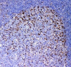 Invitrogen ICOS (CD278) Polyclonal Antibody 100 &mu;g; Unconjugated:Antibodies,