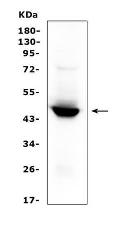 Invitrogen IDO Polyclonal Antibody 100 &mu;g; Unconjugated:Anticuerpos